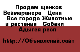 Продам щенков Веймаранера › Цена ­ 30 - Все города Животные и растения » Собаки   . Адыгея респ.